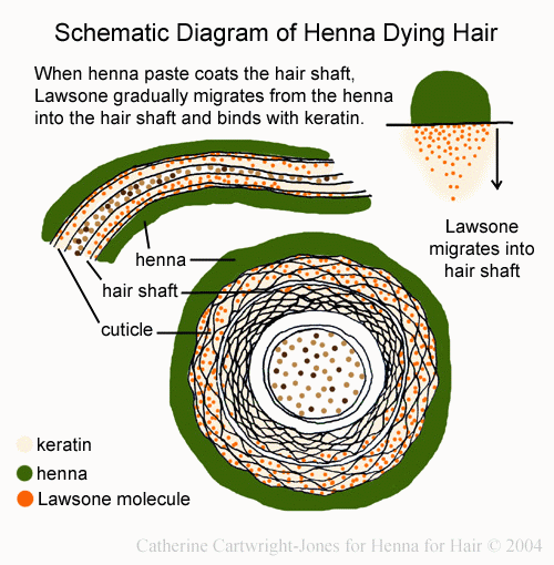 Highlights: The Benefits of Henna For Hair 